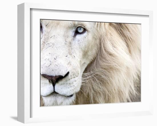 Full Frame Close Up Portrait of a Male White Lion with Blue Eyes.  South Africa.-Karine Aigner-Framed Premium Photographic Print