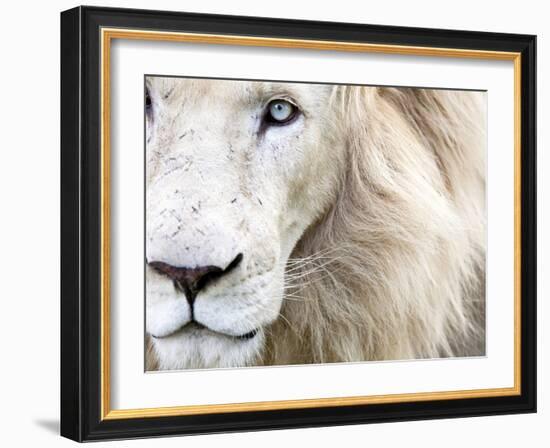 Full Frame Close Up Portrait of a Male White Lion with Blue Eyes.  South Africa.-Karine Aigner-Framed Premium Photographic Print