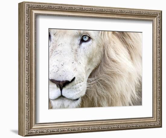 Full Frame Close Up Portrait of a Male White Lion with Blue Eyes.  South Africa.-Karine Aigner-Framed Premium Photographic Print