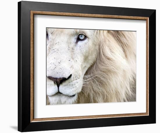 Full Frame Close Up Portrait of a Male White Lion with Blue Eyes.  South Africa.-Karine Aigner-Framed Premium Photographic Print