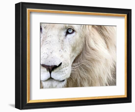 Full Frame Close Up Portrait of a Male White Lion with Blue Eyes.  South Africa.-Karine Aigner-Framed Premium Photographic Print