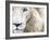 Full Frame Close Up Portrait of a Male White Lion with Blue Eyes.  South Africa.-Karine Aigner-Framed Photographic Print