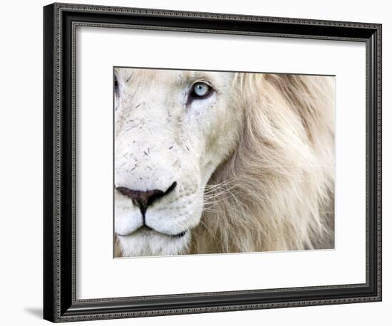 Full Frame Close Up Portrait of a Male White Lion with Blue Eyes.  South Africa.-Karine Aigner-Framed Photographic Print