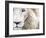 Full Frame Close Up Portrait of a Male White Lion with Blue Eyes.  South Africa.-Karine Aigner-Framed Photographic Print