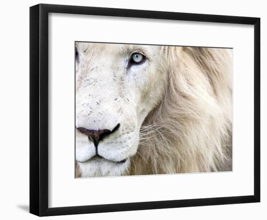 Full Frame Close Up Portrait of a Male White Lion with Blue Eyes.  South Africa.-Karine Aigner-Framed Photographic Print