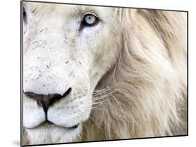 Full Frame Close Up Portrait of a Male White Lion with Blue Eyes. South Africa.-Karine Aigner-Mounted Photographic Print