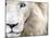 Full Frame Close Up Portrait of a Male White Lion with Blue Eyes.  South Africa.-Karine Aigner-Mounted Photographic Print