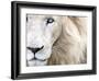 Full Frame Close Up Portrait of a Male White Lion with Blue Eyes.  South Africa.-Karine Aigner-Framed Photographic Print