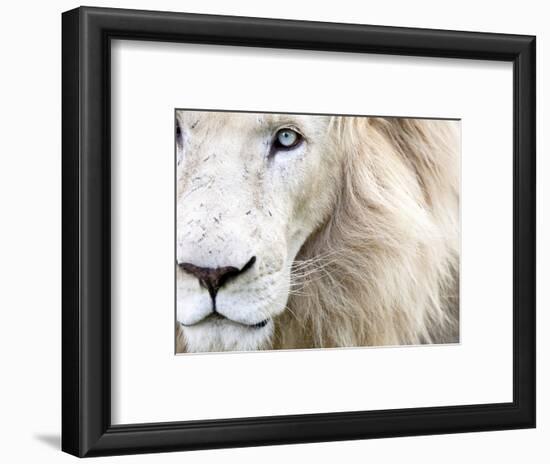 Full Frame Close Up Portrait of a Male White Lion with Blue Eyes.  South Africa.-Karine Aigner-Framed Photographic Print