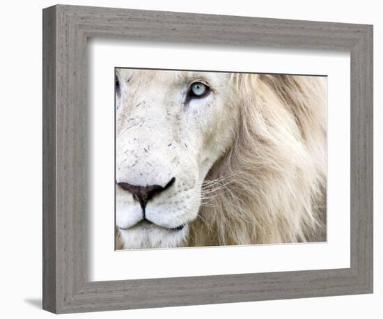 Full Frame Close Up Portrait of a Male White Lion with Blue Eyes.  South Africa.-Karine Aigner-Framed Photographic Print