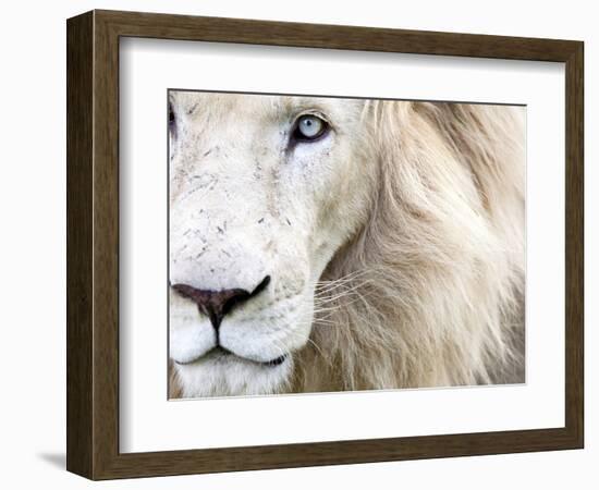 Full Frame Close Up Portrait of a Male White Lion with Blue Eyes.  South Africa.-Karine Aigner-Framed Photographic Print