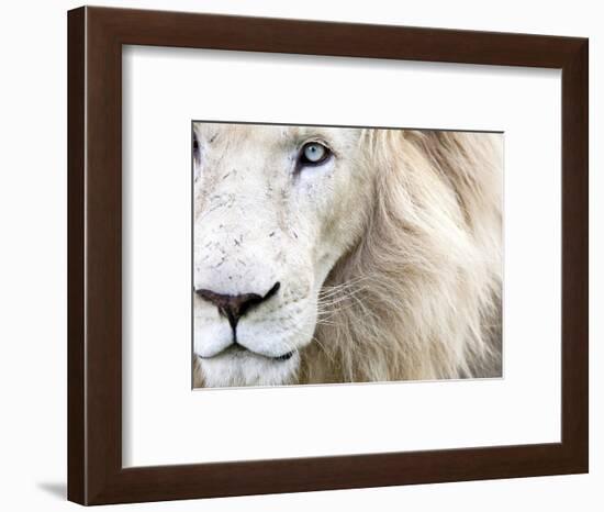 Full Frame Close Up Portrait of a Male White Lion with Blue Eyes.  South Africa.-Karine Aigner-Framed Photographic Print