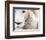 Full Frame Close Up Portrait of a Male White Lion with Blue Eyes.  South Africa.-Karine Aigner-Framed Photographic Print