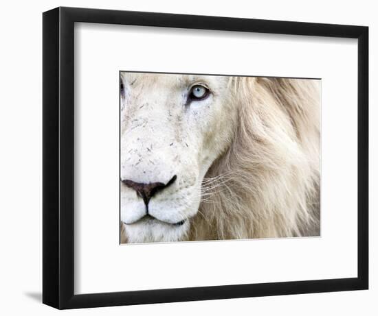 Full Frame Close Up Portrait of a Male White Lion with Blue Eyes.  South Africa.-Karine Aigner-Framed Photographic Print