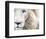 Full Frame Close Up Portrait of a Male White Lion with Blue Eyes.  South Africa.-Karine Aigner-Framed Photographic Print