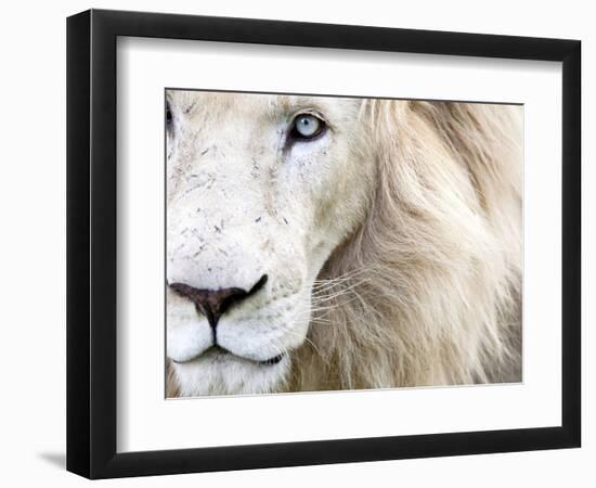 Full Frame Close Up Portrait of a Male White Lion with Blue Eyes.  South Africa.-Karine Aigner-Framed Photographic Print