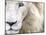 Full Frame Close Up Portrait of a Male White Lion with Blue Eyes.  South Africa.-Karine Aigner-Mounted Photographic Print