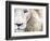 Full Frame Close Up Portrait of a Male White Lion with Blue Eyes.  South Africa.-Karine Aigner-Framed Photographic Print