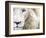 Full Frame Close Up Portrait of a Male White Lion with Blue Eyes.  South Africa.-Karine Aigner-Framed Photographic Print