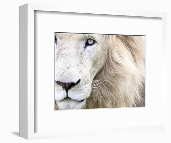 Full Frame Close Up Portrait of a Male White Lion with Blue Eyes.  South Africa.-Karine Aigner-Framed Photographic Print