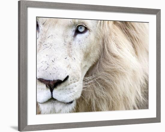 Full Frame Close Up Portrait of a Male White Lion with Blue Eyes.  South Africa.-Karine Aigner-Framed Photographic Print