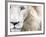 Full Frame Close Up Portrait of a Male White Lion with Blue Eyes.  South Africa.-Karine Aigner-Framed Photographic Print