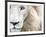 Full Frame Close Up Portrait of a Male White Lion with Blue Eyes.  South Africa.-Karine Aigner-Framed Photographic Print