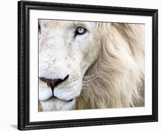 Full Frame Close Up Portrait of a Male White Lion with Blue Eyes.  South Africa.-Karine Aigner-Framed Photographic Print