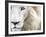 Full Frame Close Up Portrait of a Male White Lion with Blue Eyes.  South Africa.-Karine Aigner-Framed Photographic Print