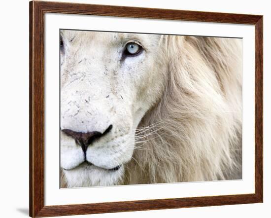 Full Frame Close Up Portrait of a Male White Lion with Blue Eyes.  South Africa.-Karine Aigner-Framed Photographic Print