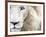 Full Frame Close Up Portrait of a Male White Lion with Blue Eyes.  South Africa.-Karine Aigner-Framed Photographic Print