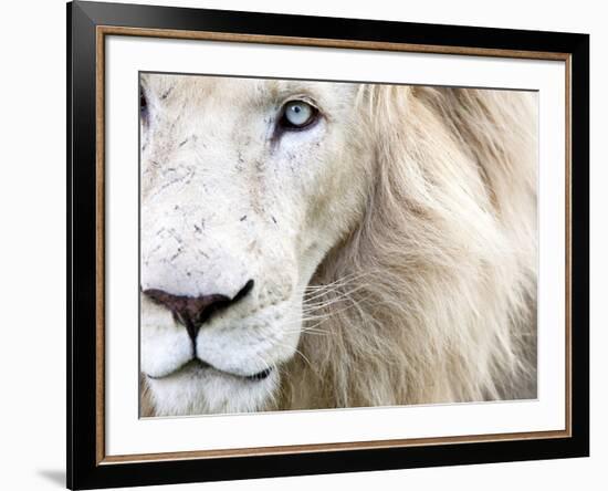 Full Frame Close Up Portrait of a Male White Lion with Blue Eyes.  South Africa.-Karine Aigner-Framed Photographic Print
