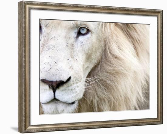 Full Frame Close Up Portrait of a Male White Lion with Blue Eyes.  South Africa.-Karine Aigner-Framed Photographic Print