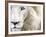 Full Frame Close Up Portrait of a Male White Lion with Blue Eyes.  South Africa.-Karine Aigner-Framed Photographic Print