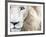 Full Frame Close Up Portrait of a Male White Lion with Blue Eyes.  South Africa.-Karine Aigner-Framed Photographic Print