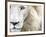 Full Frame Close Up Portrait of a Male White Lion with Blue Eyes.  South Africa.-Karine Aigner-Framed Photographic Print