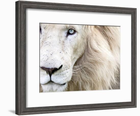 Full Frame Close Up Portrait of a Male White Lion with Blue Eyes.  South Africa.-Karine Aigner-Framed Photographic Print