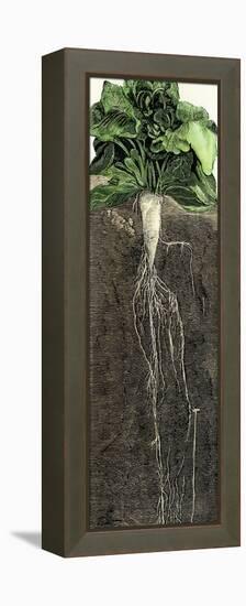 Full-Grown Sugar Beet, Showing Root-null-Framed Premier Image Canvas
