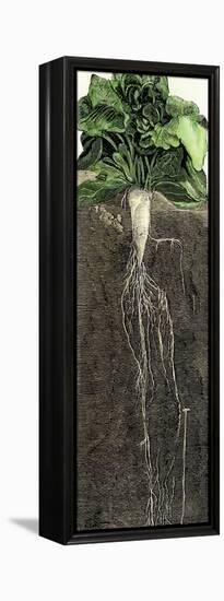 Full-Grown Sugar Beet, Showing Root-null-Framed Premier Image Canvas