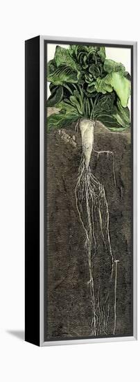 Full-Grown Sugar Beet, Showing Root-null-Framed Premier Image Canvas