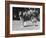 Full-Length Side View of Collie "Lassie"-null-Framed Photographic Print