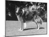 Full-Length Side View of Collie "Lassie"-null-Mounted Photographic Print