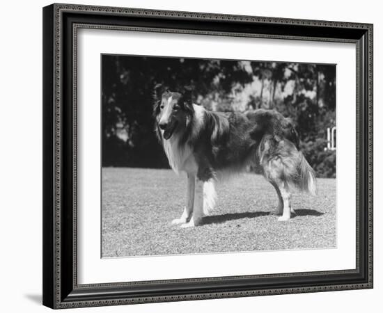 Full-Length Side View of Collie "Lassie"-null-Framed Photographic Print