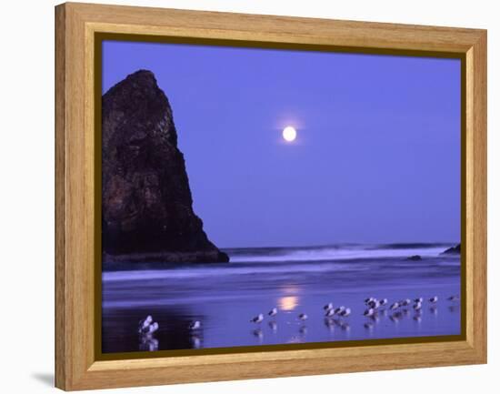 Full Moon and Seagulls at Sunrise, Cannon Beach, Oregon, USA-Janell Davidson-Framed Premier Image Canvas