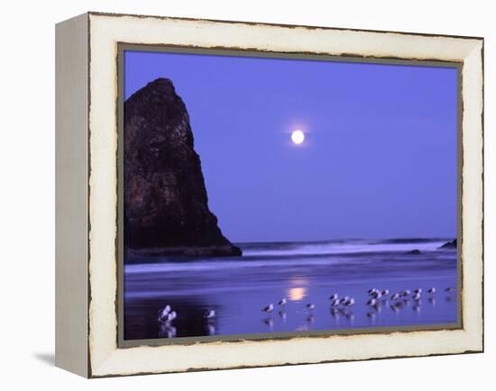 Full Moon and Seagulls at Sunrise, Cannon Beach, Oregon, USA-Janell Davidson-Framed Premier Image Canvas