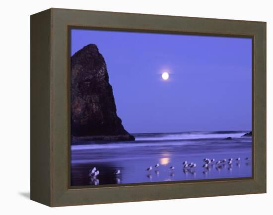 Full Moon and Seagulls at Sunrise, Cannon Beach, Oregon, USA-Janell Davidson-Framed Premier Image Canvas