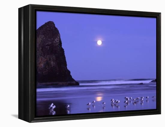 Full Moon and Seagulls at Sunrise, Cannon Beach, Oregon, USA-Janell Davidson-Framed Premier Image Canvas