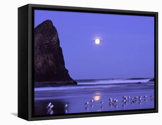 Full Moon and Seagulls at Sunrise, Cannon Beach, Oregon, USA-Janell Davidson-Framed Premier Image Canvas