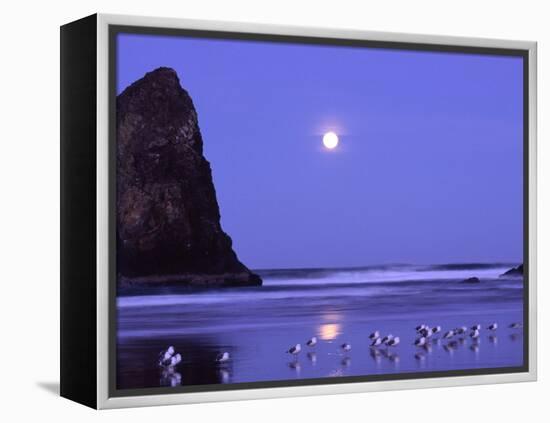 Full Moon and Seagulls at Sunrise, Cannon Beach, Oregon, USA-Janell Davidson-Framed Premier Image Canvas