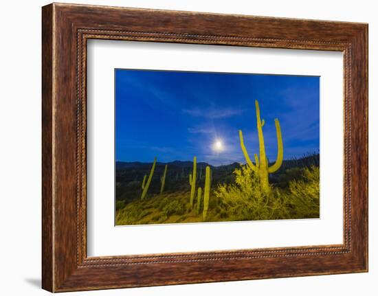 Full moon on saguaro cactus (Carnegiea gigantea), Sweetwater Preserve, Tucson, Arizona, United Stat-Michael Nolan-Framed Photographic Print